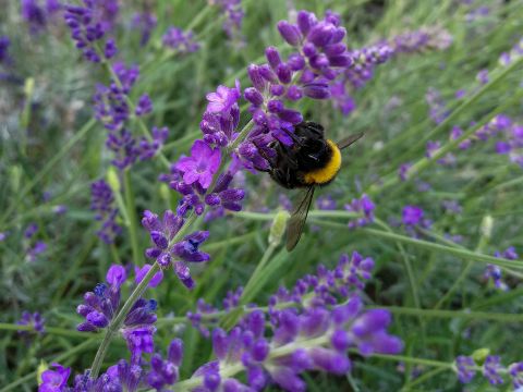 Nektarsammelnde Hummel auf Lavendel