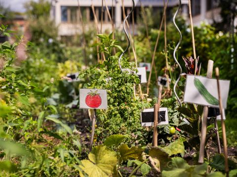 Beschilderte Gemüsebeete in der Gartenarbeitsschule Wedding