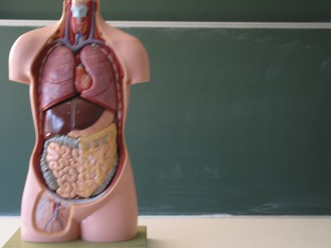Bio Körper