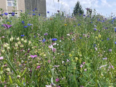 Die Wildblumenwiese - eine grüne Oase mitten in Lichtenberg (Bild: Vincent-van-Gogh-Schule)