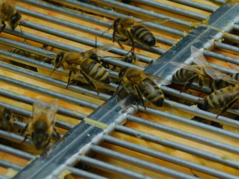 Bienen-AG – Kepler-Schule