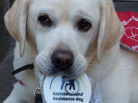 Ein Assistenzhund mit Plakette im Maul