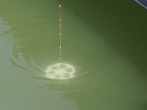 Die weiße Secchi-Scheibe, an ihrer markierten Messleineins Wasser abgesenkt