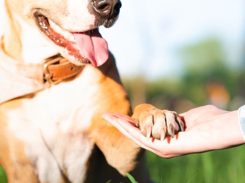 Hundepfote in menschlicher Hand im Freien