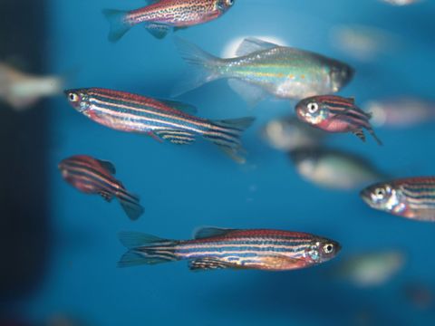 Zebrafische (danio rerio) Aquarienfisch — Foto von kazakovmaksim
