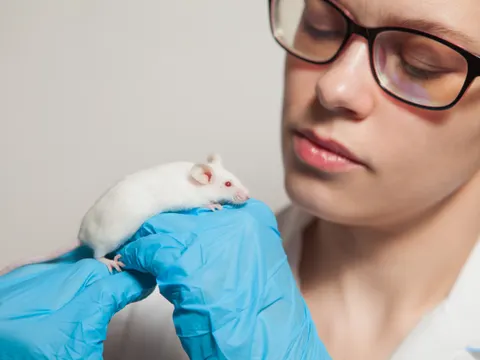 Eine kleine weiße Maus mit roten Augen in der Hand eines Wissenschaftlers in einem blauen Gummihandschuh.