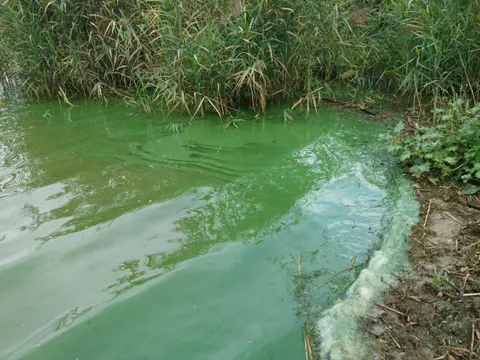 Blaualgenmassenentwicklung an der Badestelle Große Steinlanke