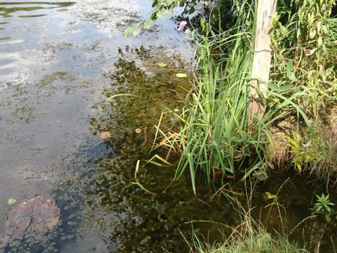 Wasserpflanzen im Teufelssee