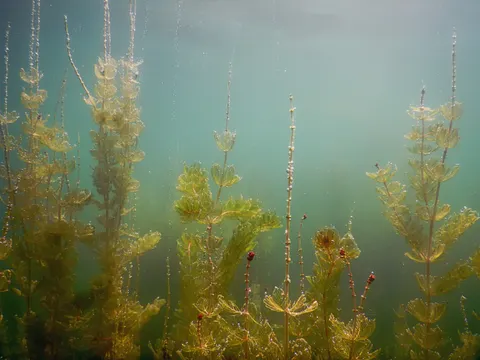 Wasserpflanzen im See, unterwasser