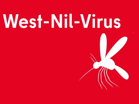Text West-Nil-Virus, dazu ein Bild von einer Mücke