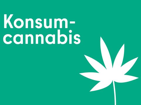 Konsumcannabis mit einer Blüte einer Hanfpflanze