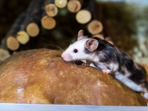 Bild zeitt eine Farbmaus