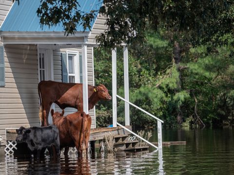 Kühe nach einem Hurrikan um ein Haus im Wasser stehend. Duplin County, North Carolina, USA, 2018. Jo-Anne McArthur / We Animals