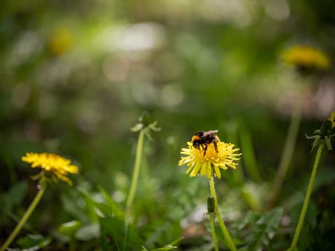 Hummel auf einer Blume