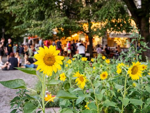 blühende Sonnenblume