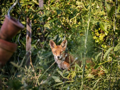 Fuchs
