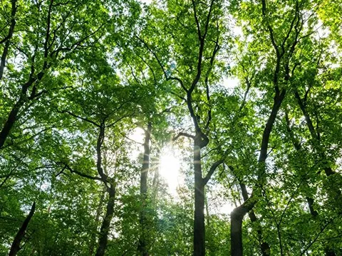 Wald
