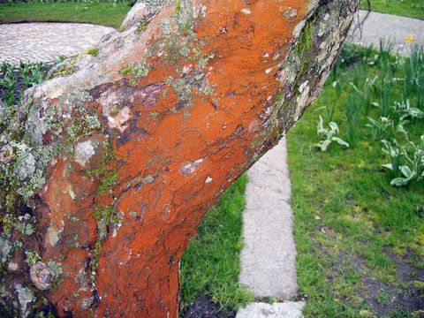 Rotbrauner Algenbelag an einem Apfelbaum (Bild: Pflanzenschutzamt Berlin)