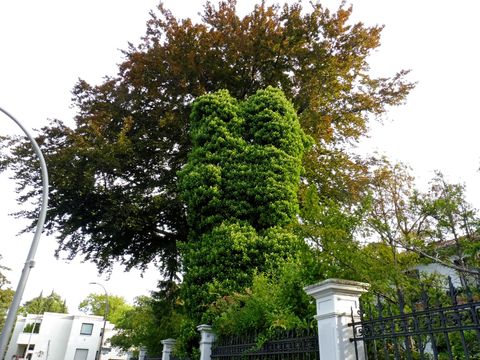 Efeu als baumfremder Bewuchs (Bild: Pflanzenschutzamt Berlin)