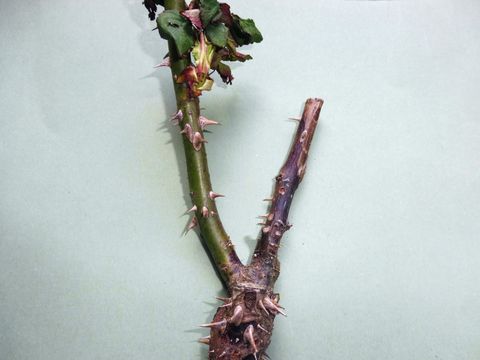Frostschaden an Rosen (Bild: Pflanzenschutzamt Berlin)