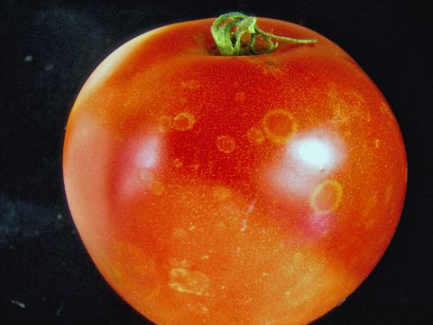 Botrytis an Frucht (Bild: Pflanzenschutzamt Berlin)