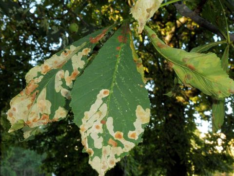 Fraßminen am Einzelblatt (Bild: Pflanzenschutzamt Berlin)