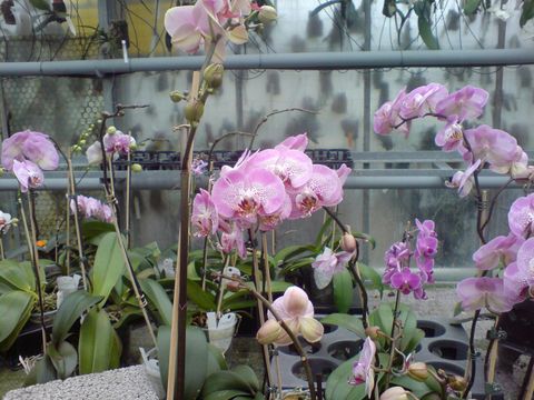 Orchideen-Sortiment (Bild: Pflanzenschutzamt Berlin)