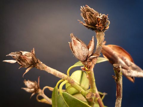 Knospensterben an Rhododendron (Bild: Pflanzenschutzamt Berlin)