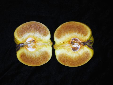 Fleischbräune an Quitte (Bild: Pflanzenschutzamt Berlin)