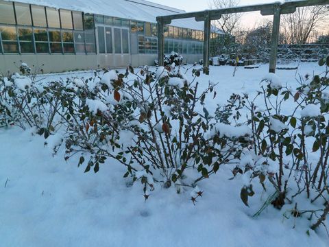 Strauch-Rosen im Winter (Bild: Pflanzenschutzamt Berlin)