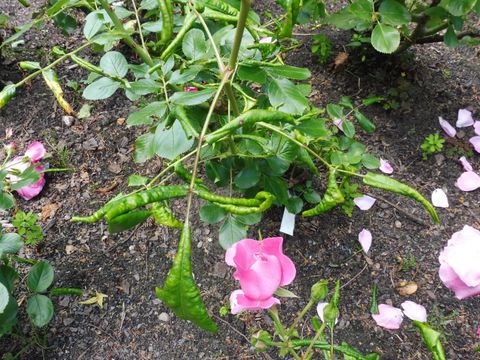 Blattsymptome durch Rosenrollblattwespe (Bild: Pflanzenschutzamt Berlin)