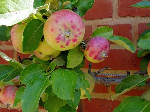 Schorf: Symptome an Blatt und Frucht (Bild: Pflanzenschutzamt Berlin)