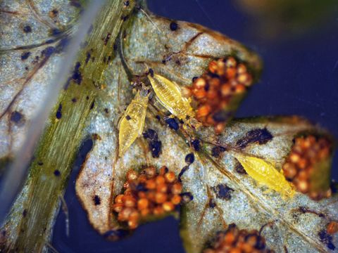 Schwarzer Thrips am Farn (Bild: Pflanzenschutzamt Berlin)