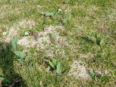 Schneeschimmel im Rasen (Bild: Pflanzenschutzamt Berlin)