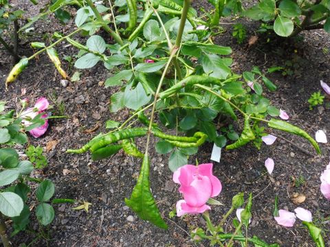 Blattsymptome durch Rosenrollblattwespe