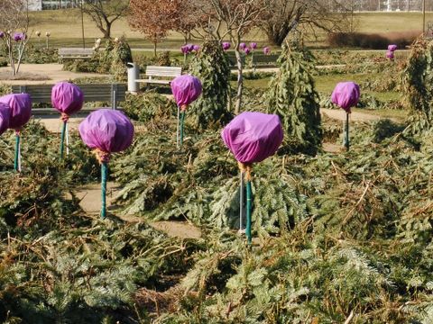 Winterschutz durch Abdecken der Triebe (Bild: Pflanzenschutzamt Berlin)