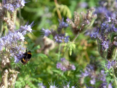 Hummel an Phacelia