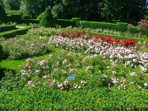 Rosengarten im Britzer Garten
