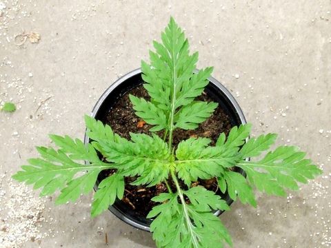 Ambrosia artemisiifolia (Bild: Pflanzenschutzamt Berlin)
