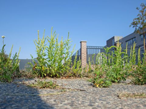Ambrosiapflanzen