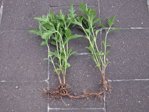 Stauden-Ambrosia (Bild: Pflanzenschutzamt Berlin)