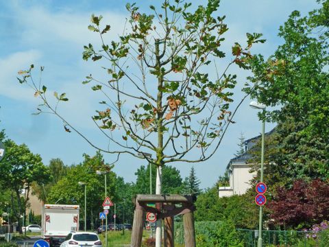 Trockenheitssymptome an Eiche, Mohriner Allee