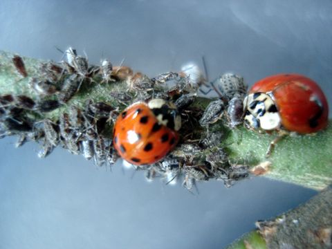 Harmonia axyrides an Blattläusen