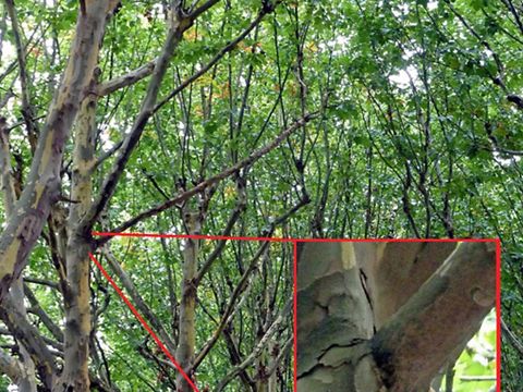 Abb. 8: Abgestorbener Ast im unteren Kronenbereich mit dunklem Sporenstaub am Astansatz (Bild: Pflanzenschutzamt Berlin)