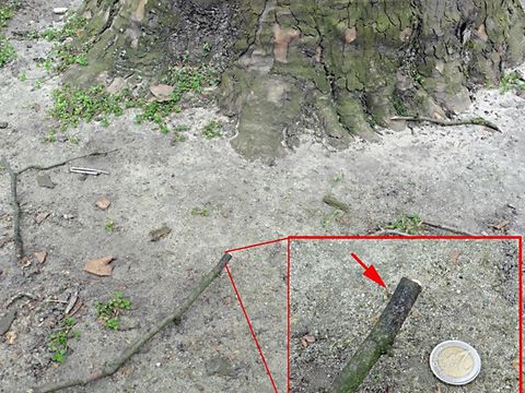 Abb. 9: Feinast mit dunklem Sporenstaub durch den Erreger im Baumumfeld (Bild: Pflanzenschutzamt Berlin)