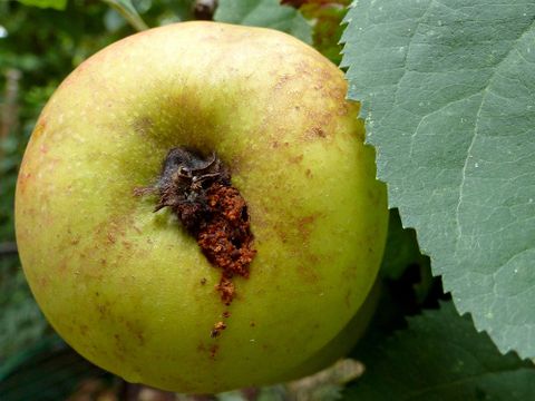 Apfelwickler: Befallssymptom