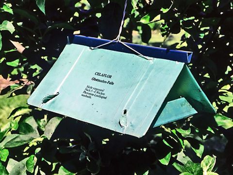 Lockstoff-Falle (Bild: Pflanzenschutzamt Berlin)