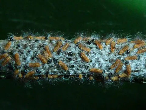 Schlupf der Eiräupchen (Bild: Pflanzenschutzamt Berlin)