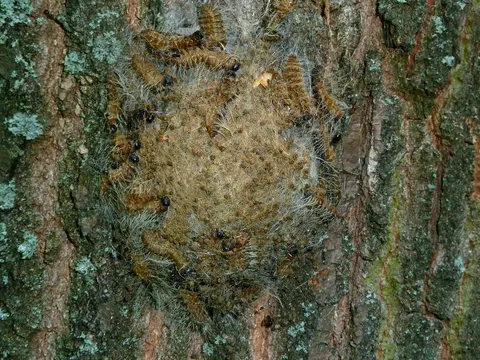 Nest mit verpuppten Raupen (Bild: Pflanzenschutzamt Berlin)