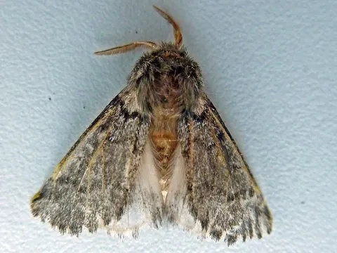 Falterflug (Bild: Pflanzenschutzamt Berlin)